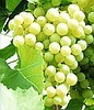 Саженцы ягодных культур виноград - фото 4 - id-p10297788
