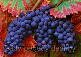 Саженцы ягодных культур виноград - фото 5 - id-p10297788