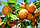 Саженцы плодовых деревьев Абрикос Знаходка, фото 2
