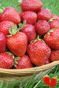 Саженцы ягодных кустарников Клубника Кимберли - фото 1 - id-p10297827