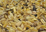 Пшеница фуражная в мешках, 25 кг, фото 3