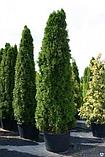 Агроткань 100гр/м2 цвет зеленый, Рулон 3,2х50м, фото 3
