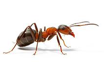 Средства защиты от муравьев