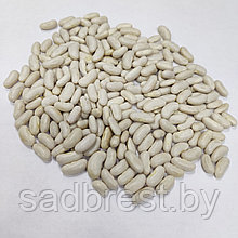 Семена Фасоль спаржевая Золотая Гора (1 кг) Германия (весовые)