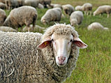 Племенные овцы, фото 3