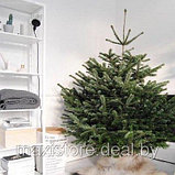 Живая датская елка (пихта Nordmann, срезанная) 150-170 см, фото 7