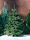 Живая датская елка (пихта Nordmann, срезанная) 1,0-1,2м, фото 7