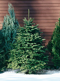 Живая датская елка (пихта Nordmann, срезанная) 150-170 см