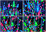 Дерево светящееся - ночник Led Сакура 145 см Led 60 220V,  МУЛЬТИколор Листья, фото 6