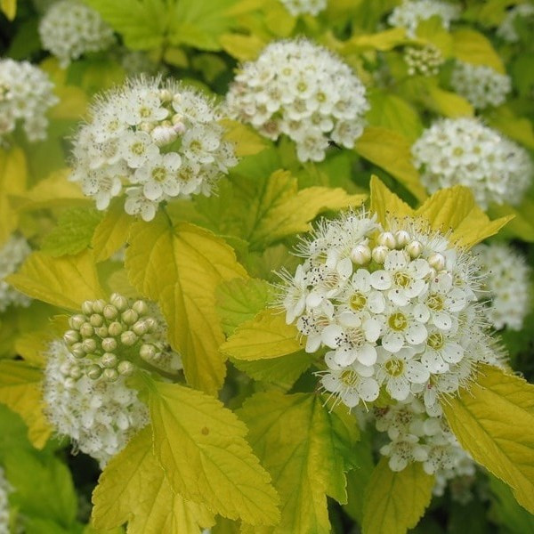 Пузыреплодник калинолистный "Лютеус" (Luteus), С5