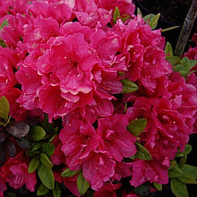 Азалия японская "Бабушка"(Babuschka), С5