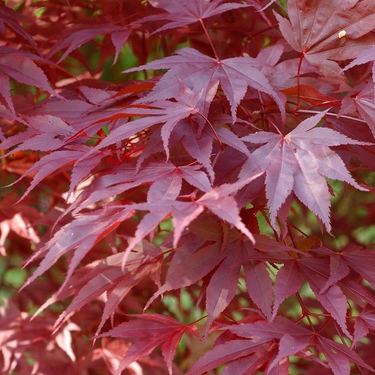 Клен веерный "Атропурпуреум" (Atropurpureum), С2