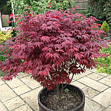 Клен веерный "Атропурпуреум" (Atropurpureum), С2, фото 2