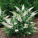Буддлея Давида "Уайт Профьюжн" (White Profusion), С5, фото 2