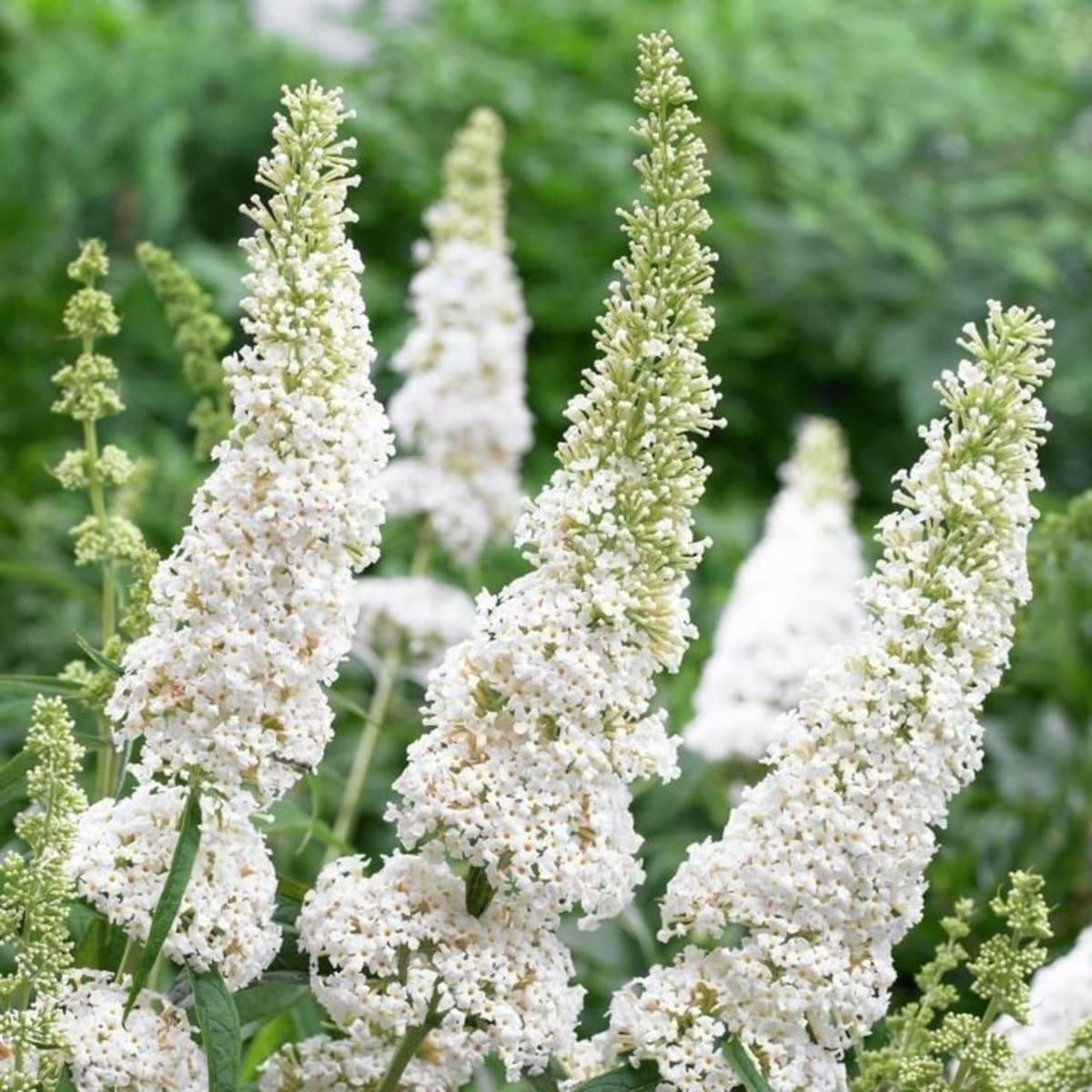 Буддлея Давида "Уайт Профьюжн" (White Profusion), С5