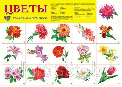 Демонстрационный плакат "Цветы садовые", А2, ТЦ СФЕРА