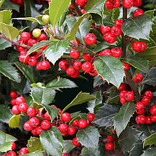 Падуб Мезерва "Хекенстар" (Heckenstar), С3