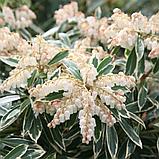 Пиерис японский "Флэминг Сильвер" (Flaming Silver), С2, фото 2