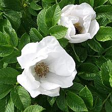 Роза ругоза (шиповник) "Альба", Р9