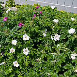 Роза ругоза (шиповник) "Альба", Р9, фото 2