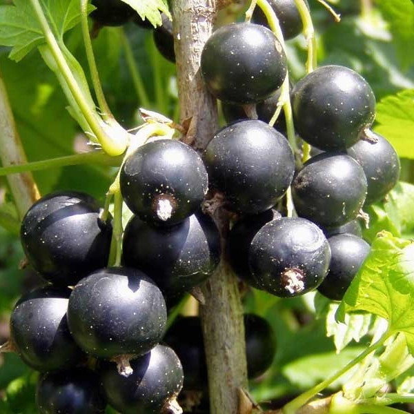 Смородина черная "Тибен" (Tiben), С5