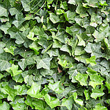Плющ садовый (Hedera), С2, фото 2