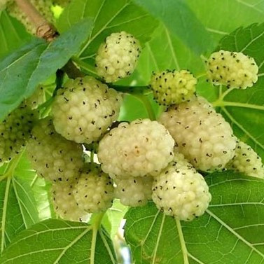 Шелковица белая (Morus alba), С3