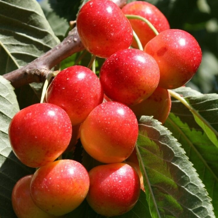 Черешня  "Гастинец" среднего срока созревания (ОКС)