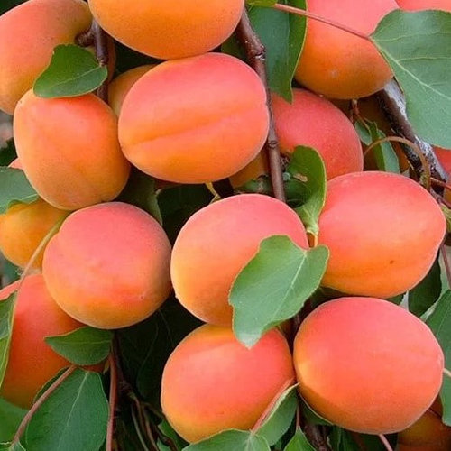 Сорта крупного абрикоса. Сорта крупного абрикоса. Абрикос июньский ранний. Абрикос ахджанабад. Абрикосы в луганске.