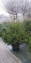 Ель обыкновенная европейская ( Picea abies) 60-70 см