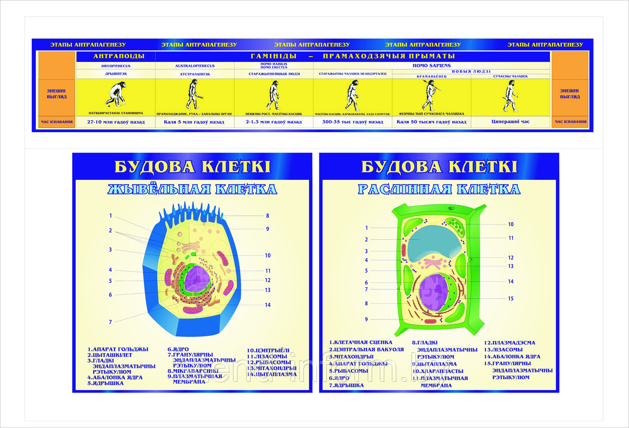 СТЕНДЫ по биологии на белорусском языке р-р 100*80 см, 150*50 см, стоимость комплекса 