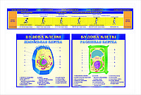 СТЕНДЫ по биологии на белорусском языке р-р 100*80 см, 150*50 см, стоимость комплекса 