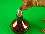 Лампа инфракрасная для обогрева 250 Вт, фото 6