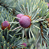 Ель колючая Хупси, фото 4