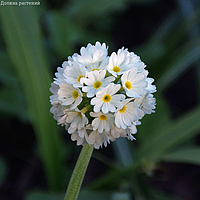 Holland Bulbs Примула мелкозубчатая Альба