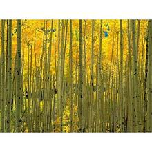 FP04038 декор на стекле Aspens in White River Park Colorado 60x80см