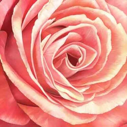FP01668 декор Pink Rose холст 90x90см