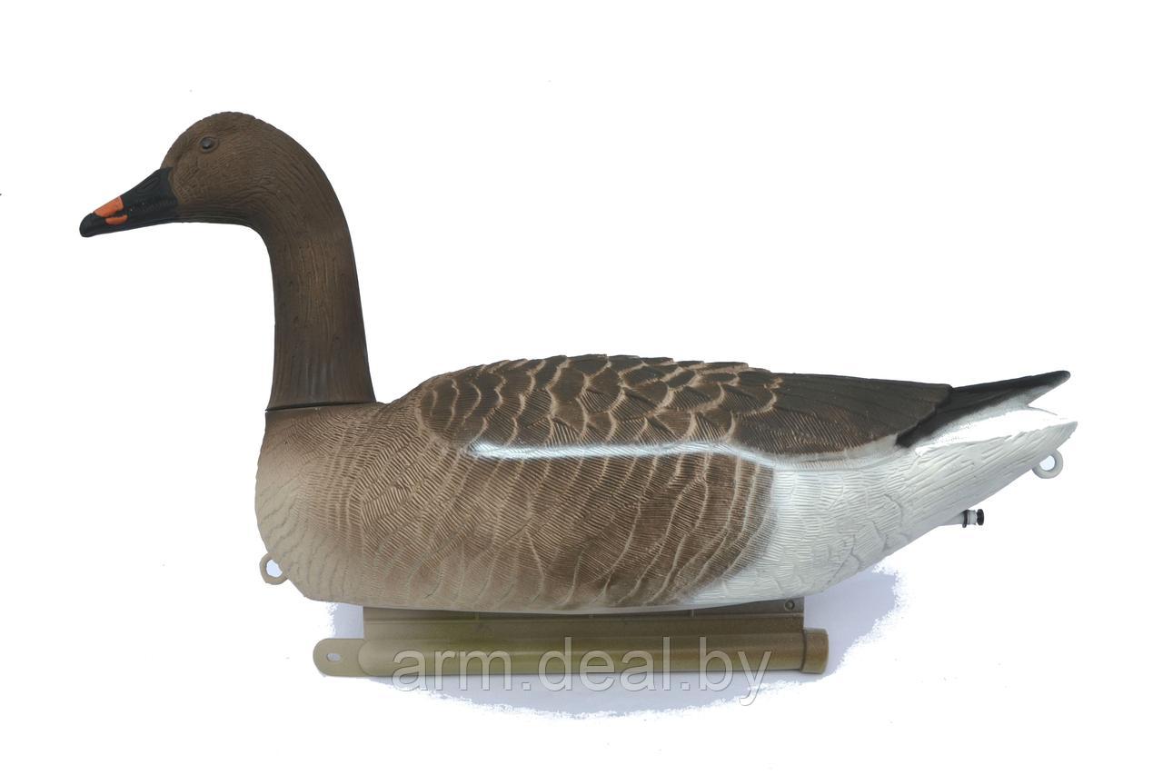 Плавающий чучела. Спящий чучела белолобого гуся. Плавающий чучела. Чучела белолобого гуся. Плавающий чучела.