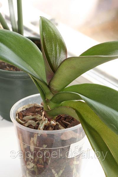 Горшки для орхидей (прозрачные) 15*13,2 см, V=1,4 л - фото 2 - id-p136194186