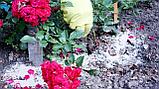 Удобрение жидкое "Для роз и других цветущих кустарников", 0,5., фото 2