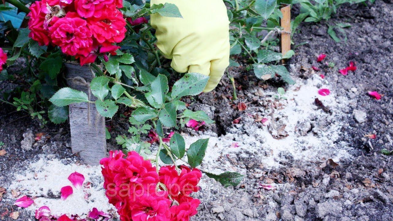 Удобрение жидкое "Для роз и других цветущих кустарников", 0,5. - фото 2 - id-p136757163