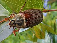 Майские жуки - описание, симптомы и меры защиты