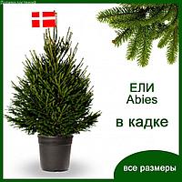 Danske Planter Живые новогодние ЕЛИ Abies в кадках (горшках) от 100 см до 1,4м.