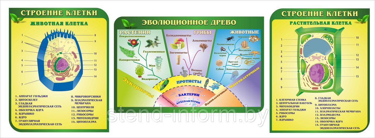 Стены в кабинет Биологии "Строение клетки, эволюционное древо" фигурные в салатовом цвете, р-р 285*100 см - фото 1 - id-p142442053