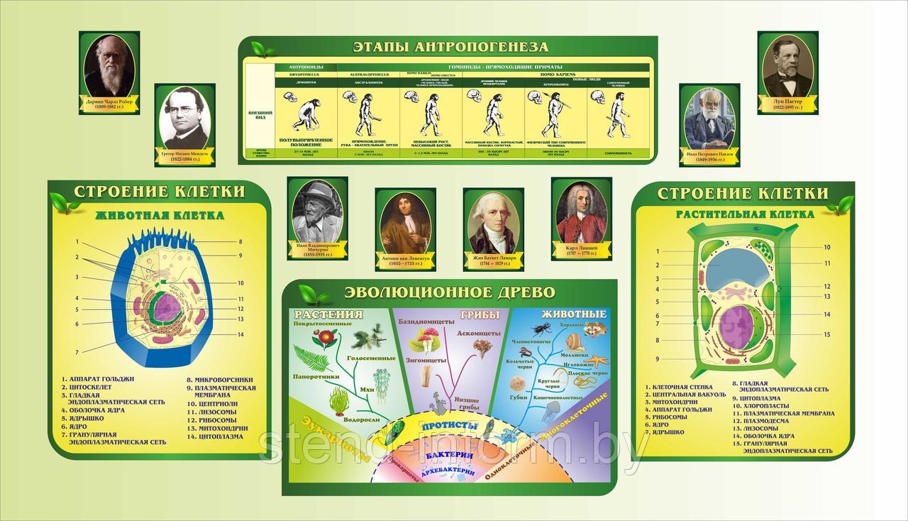 Стены в кабинет Биологии "Строение клетки, эволюционное древо" фигурные в салатовом цвете, р-р 285*170 см - фото 1 - id-p142444746