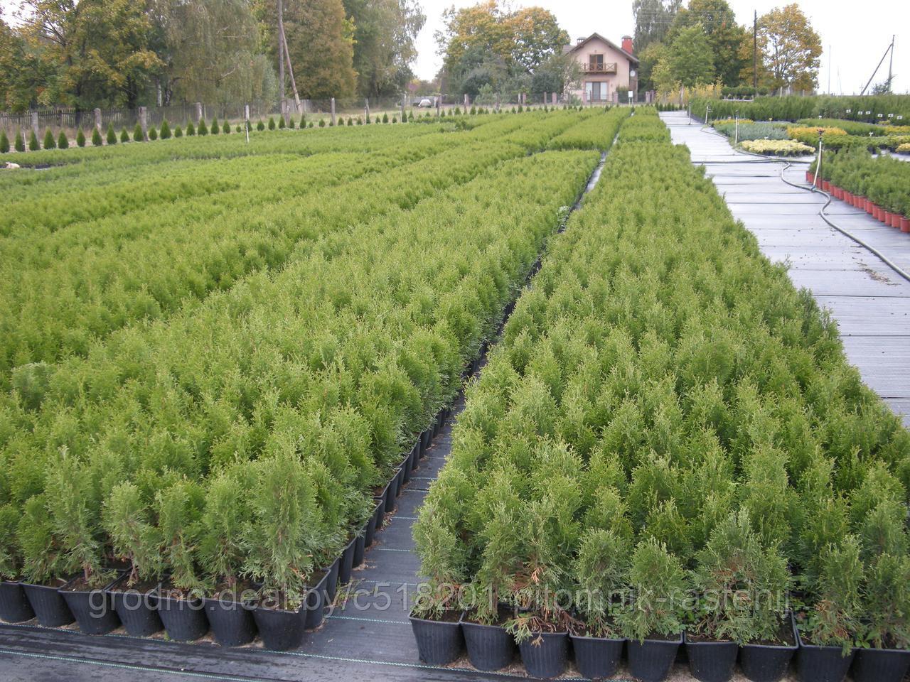 Туя пирамидальная смарагд. Туя западная брабант. Туя западная смарагд. Туя западная брабант. Туя западная.
