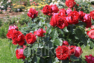 Плетистая роза Ред иден, фото 2