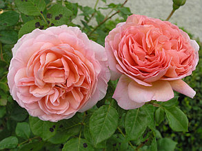Роза Abraham Derbe, фото 2