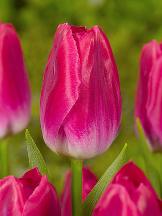 Тюльпан сорт Bolroyal Pink, фото 2