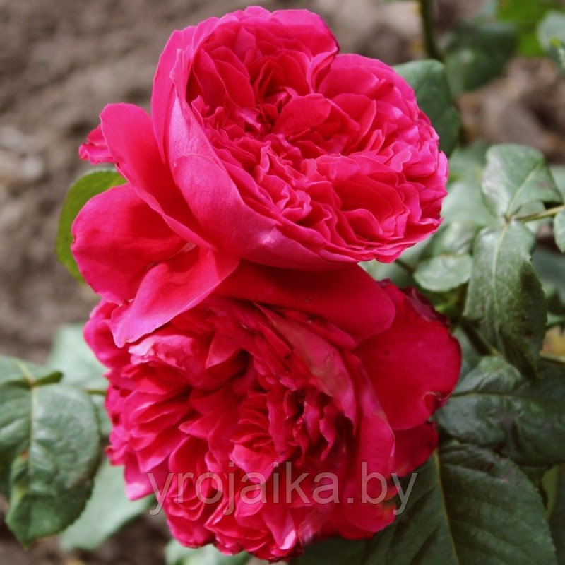 Английская роза Rose des 4 Vents